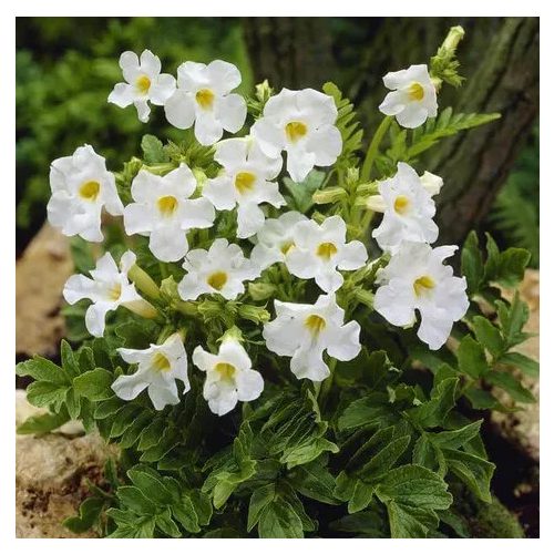 Jünnani tölcsérgyökér - Incarvillea - fehér