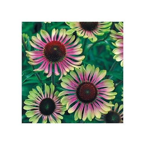 Bíbor kasvirág Echinacea Purpurea - Green Twister