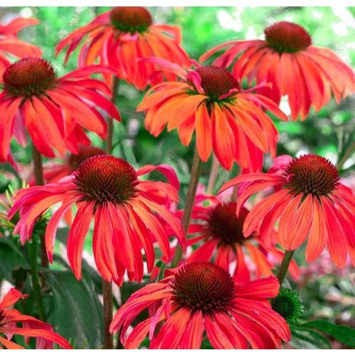 Bíbor kasvirág - Echinacea Purpurea Red Magnus - piros kasvirág
