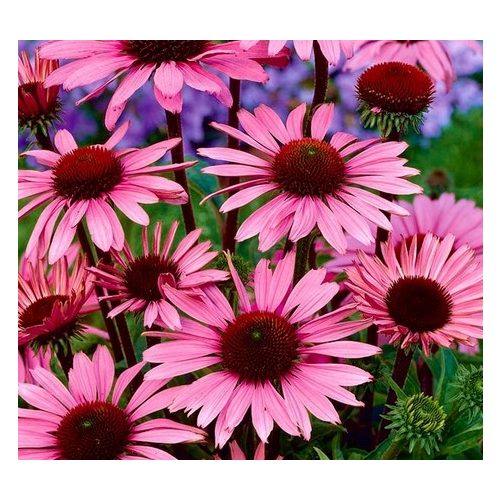 Bíbor kasvirág Echinacea Purprea  - rózsaszín