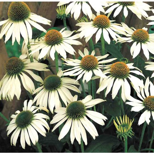 Bíbor kasvirág Echinacea Purpurea - White Swan