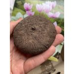 Télálló  ciklámen