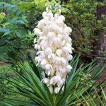 Kerti jukka - Pálmaliliom - Yucca filamentosa