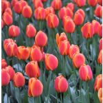 Késői tulipán - Apeldoorn's Elite