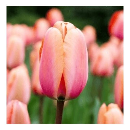 Késői tulipán - Apricot Impression