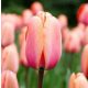 Késői tulipán - Apricot Impression