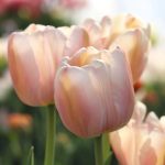 Késői tulipán - Apricot Pride