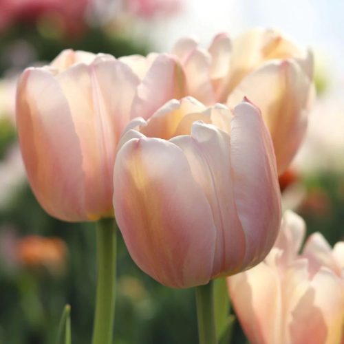 Késői tulipán - Apricot Pride