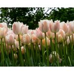 Késői tulipán - Apricot Pride