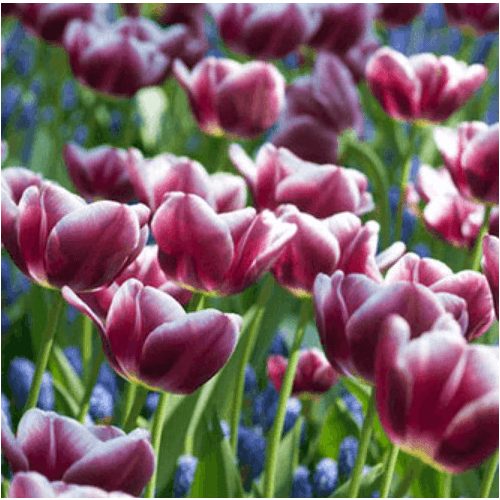 Késői tulipán - Arabian Mystery