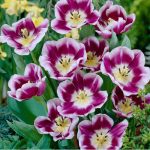 Késői tulipán - Arabian Mystery