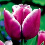 Késői tulipán - Arabian Mystery