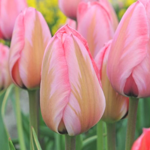 Késői tulipán - Design Impression