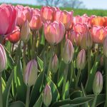 Késői tulipán - Design Impression