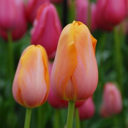 Késői tulipán - Dordogne