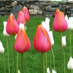 Késői tulipán - Dordogne