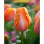 Késői tulipán - Dordogne