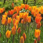 Késői tulipán - Dordogne