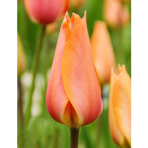 Késői tulipán - El NIno