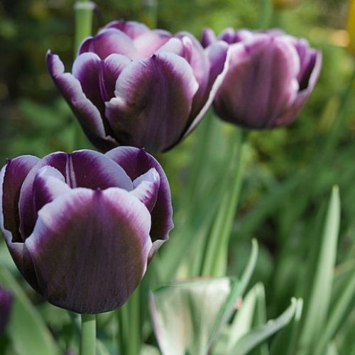 Késői tulipán - Jackpot