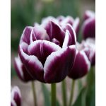 Késői tulipán - Jackpot