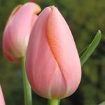 Késői tulipán - Menton