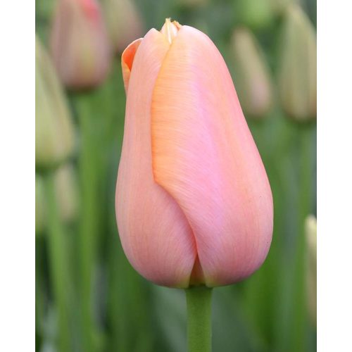 Késői tulipán - Menton, többárnyalatú rózsaszín szimpla tulipán