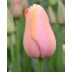 Késői tulipán - Menton