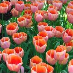 XXL - Késői tulipán - Menton