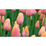 XXL - Késői tulipán - Menton