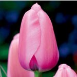 Késői tulipán - Pink Impression