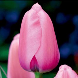 Késői tulipán - Pink Impression