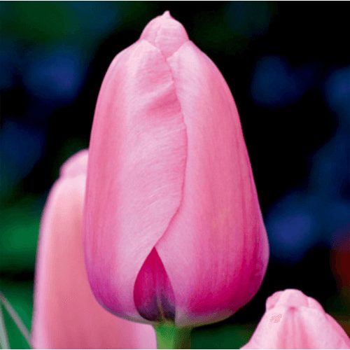 Késői tulipán - Pink Impression