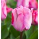 Késői tulipán - Pink Sound