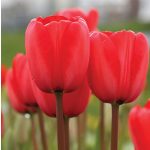 Késői tulipán - Red Impression