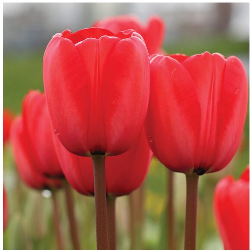 Késői tulipán - Red Impression