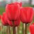 Késői tulipán - Red Impression
