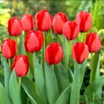 Késői tulipán - Red Impression