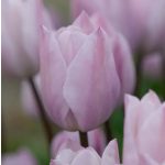 Késői tulipán - Silver Cloud