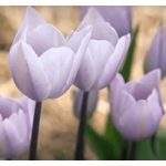 Késői tulipán - Silver Cloud