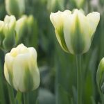 Késői tulipán -  Spring Green 
