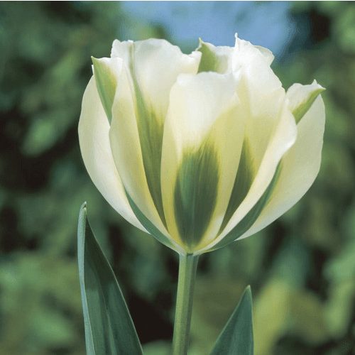 Késői tulipán -  Spring Green 
