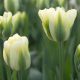 Késői tulipán -  Spring Green 