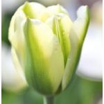 Késői tulipán -  Spring Green 