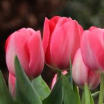Késői tulipán - Van Eijk 
