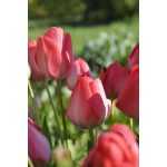 Késői tulipán - Van Eijk 