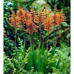 Afrikai zászlóvirág -  /kobraliliom/