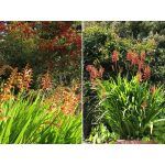 Afrikai zászlóvirág -  /kobraliliom/