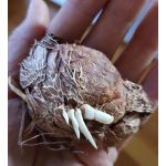 Afrikai zászlóvirág -  /kobraliliom/