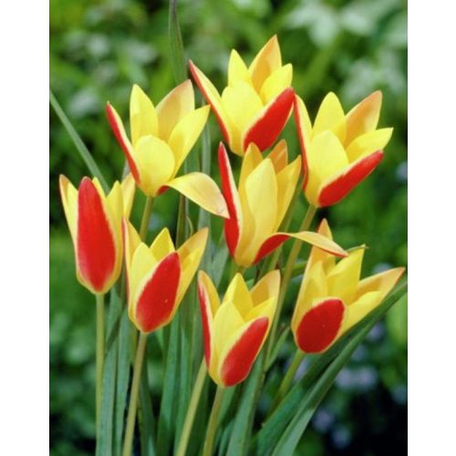 Korai tulipán - Cynthia